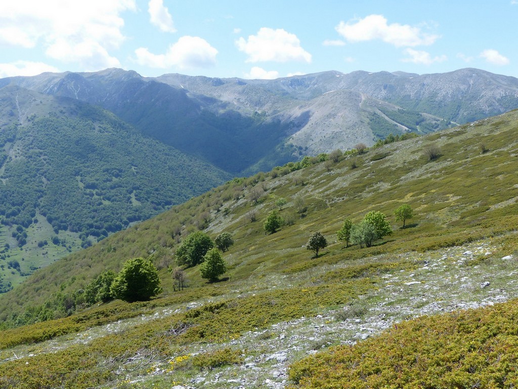 Orchis spitzelii ele altre - Passo Godi  (LAquila)  maggio e giugno 2017